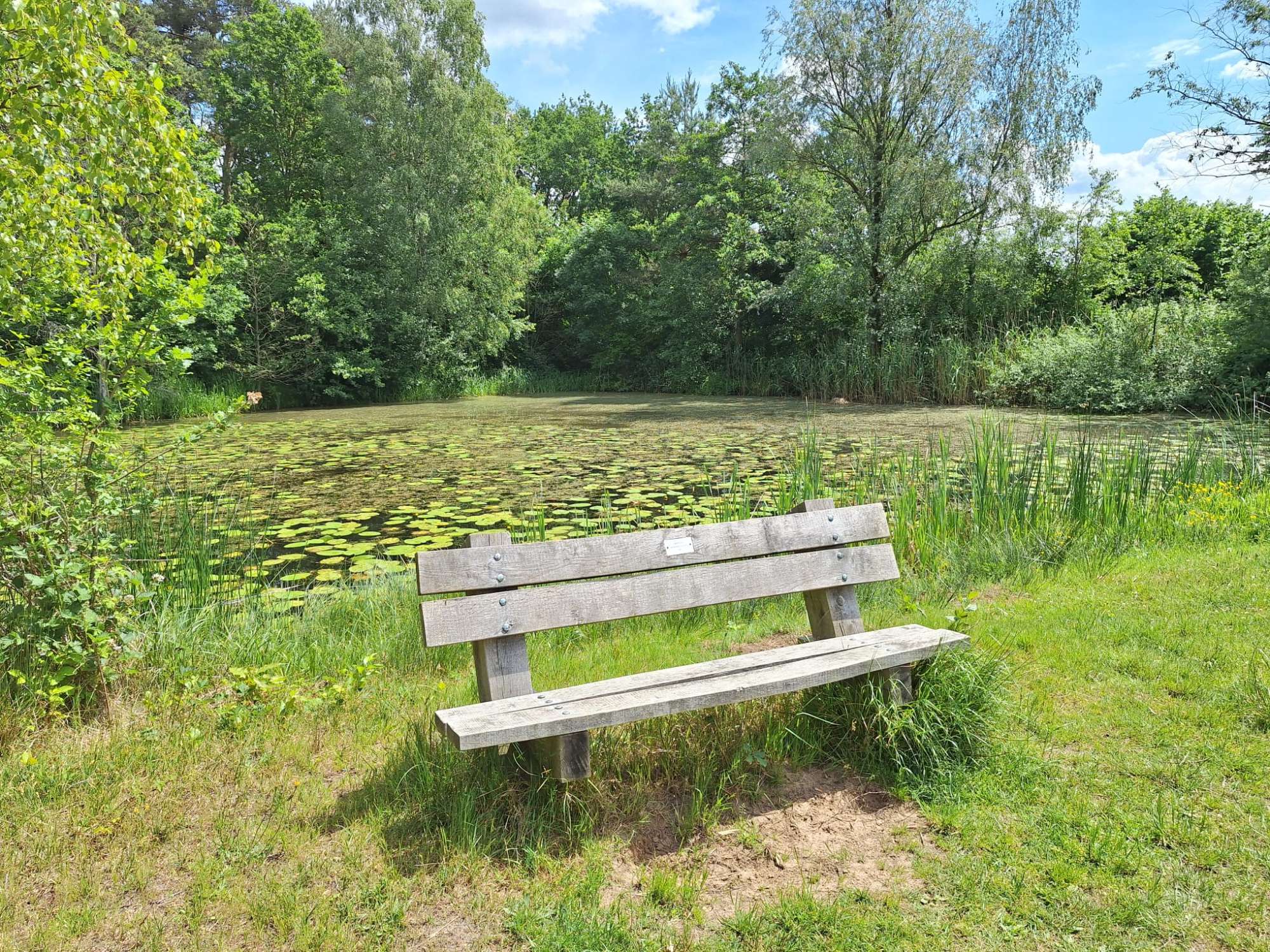 Het bankje aan de vijver naast de Regge