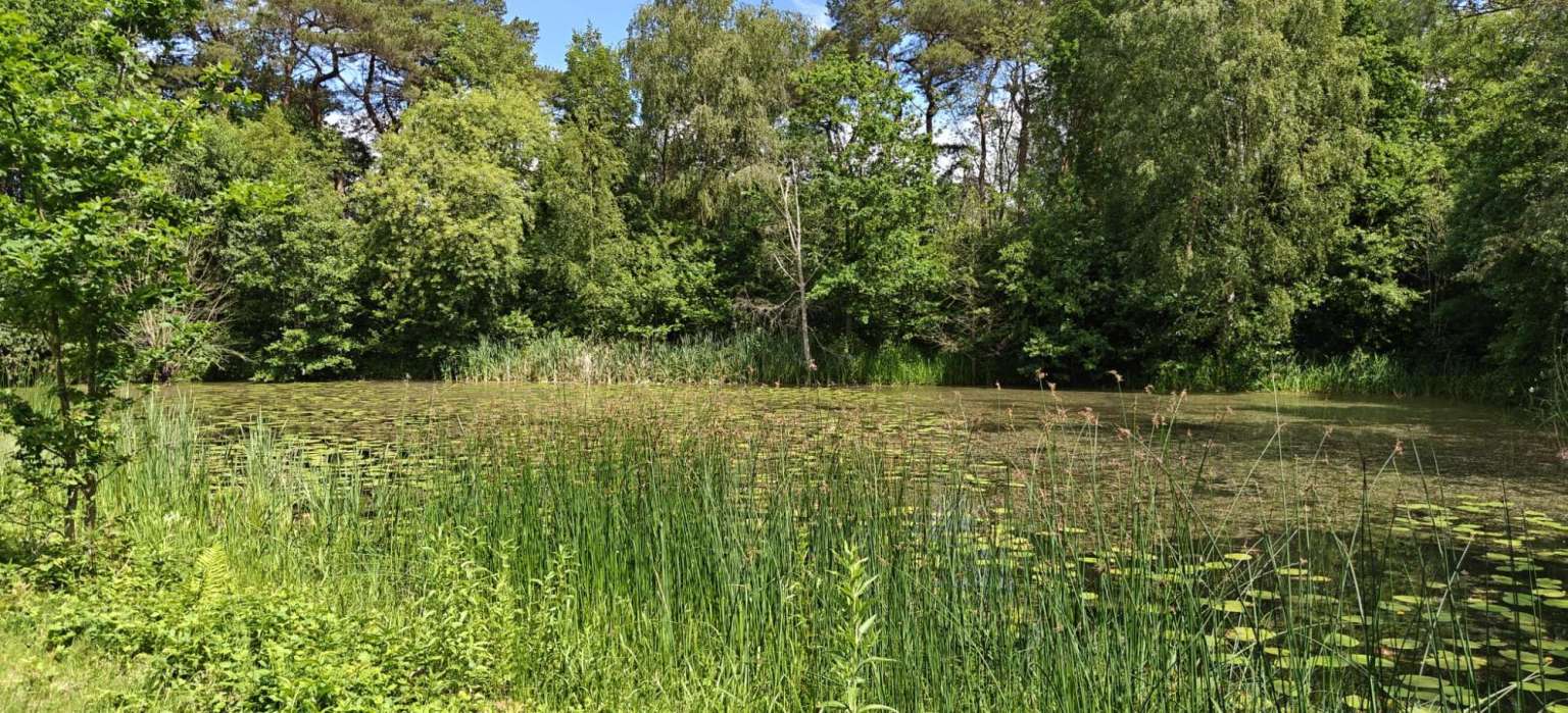 Vijver naast de Regge achter de woning